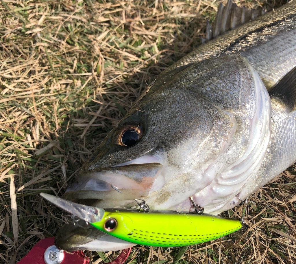 児島湾 晩秋のデイゲーム 岡山シーバス Ino S Fishing Style