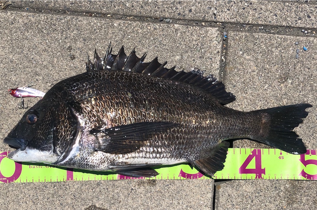リョービ チヌ関西落とし込み42と、黒鯛工房THEヘチリミテッド88R