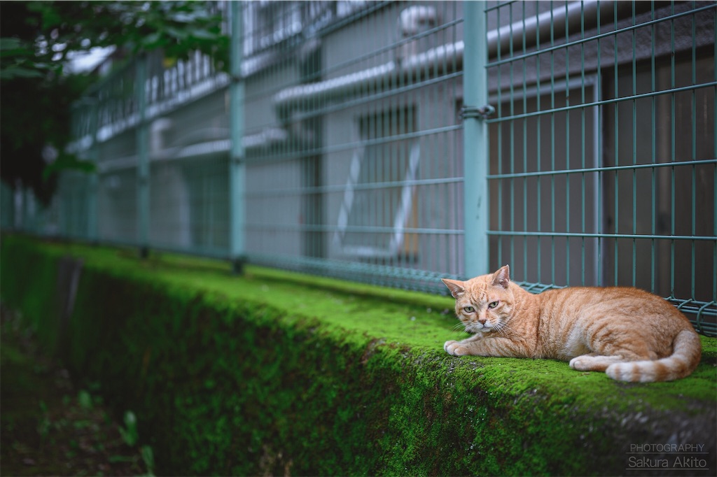 f:id:akiton58mm:20190803140824j:image f:id:akiton58mm:20190803140824j:image