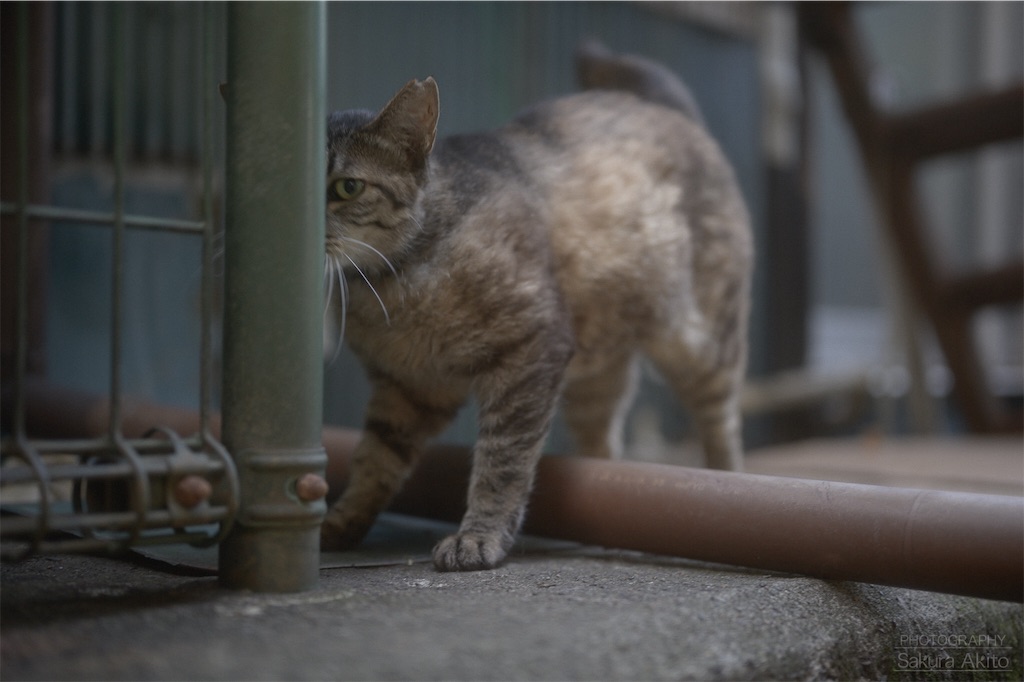 f:id:akiton58mm:20190820225733j:image f:id:akiton58mm:20190820225733j:image