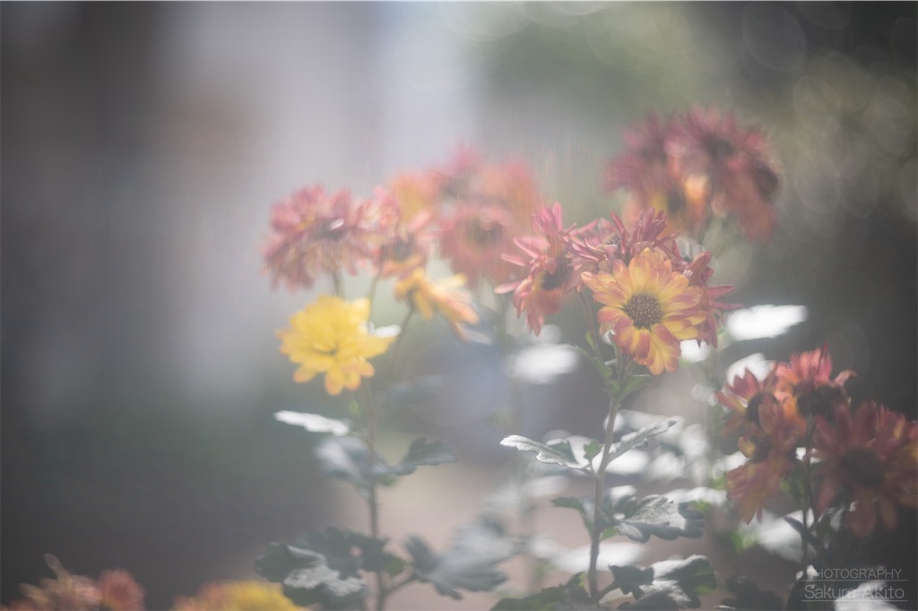 f:id:akiton58mm:20200425115018j:image f:id:akiton58mm:20200425115018j:image
