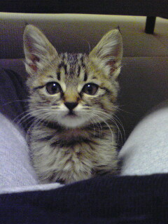 f:id:akiyochan15:20071018214532j:image f:id:akiyochan15:20071018214532j:image