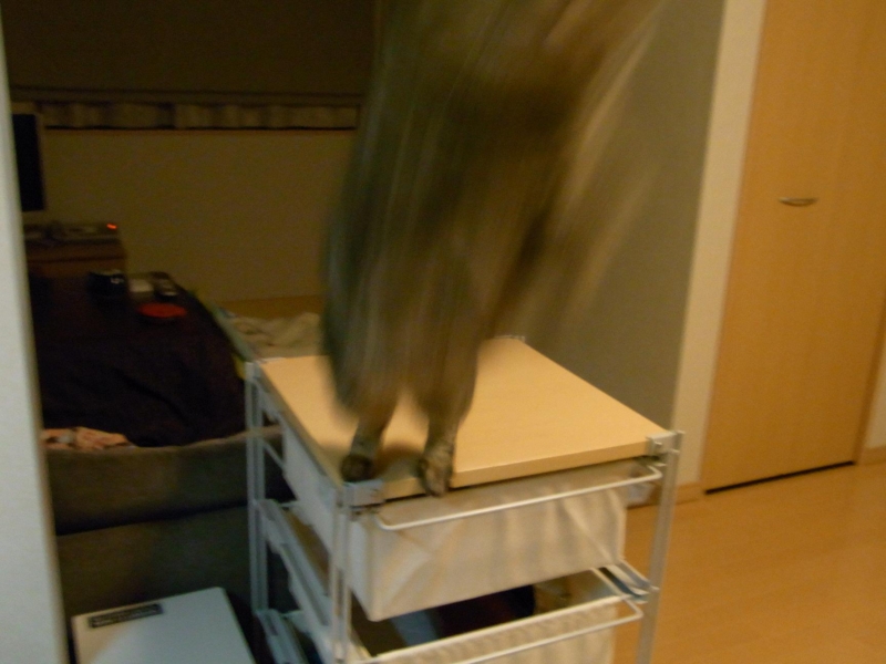 f:id:akiyochan15:20100309212443j:image:w519