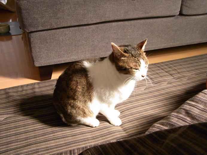 f:id:akiyochan15:20100314142126j:image