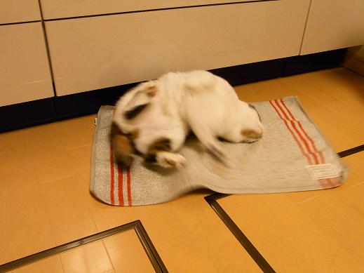 f:id:akiyochan15:20100331201242j:image