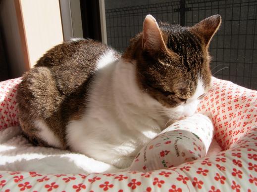 f:id:akiyochan15:20100404151819j:image