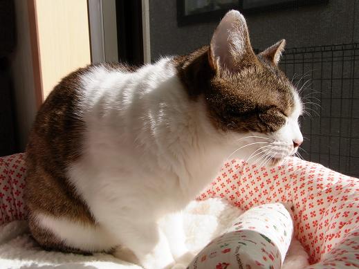 f:id:akiyochan15:20100404151838j:image