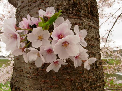 f:id:akiyochan15:20100411160904j:image