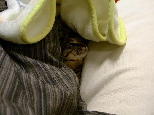 f:id:akiyochan15:20100414234528j:image