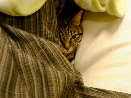 f:id:akiyochan15:20100414234817j:image