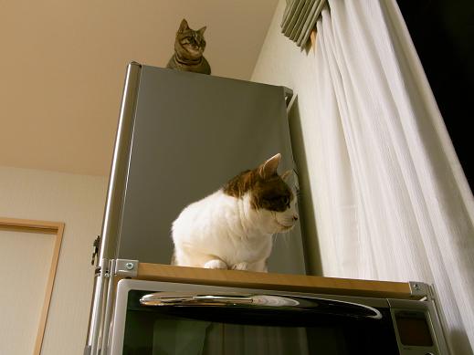 f:id:akiyochan15:20100418193214j:image