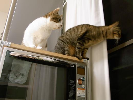 f:id:akiyochan15:20100418193238j:image