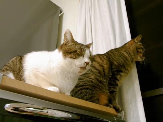 f:id:akiyochan15:20100418194514j:image