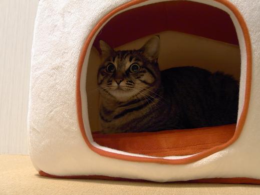 f:id:akiyochan15:20100421222652j:image