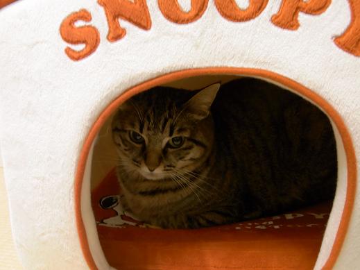 f:id:akiyochan15:20100421222757j:image