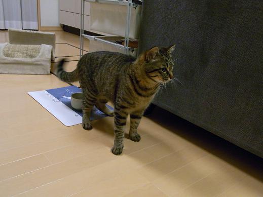 f:id:akiyochan15:20100518020047j:image f:id:akiyochan15:20100518020047j:image