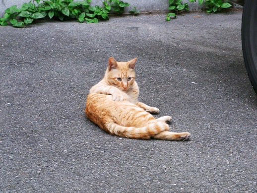 f:id:akiyochan15:20100518184246j:image