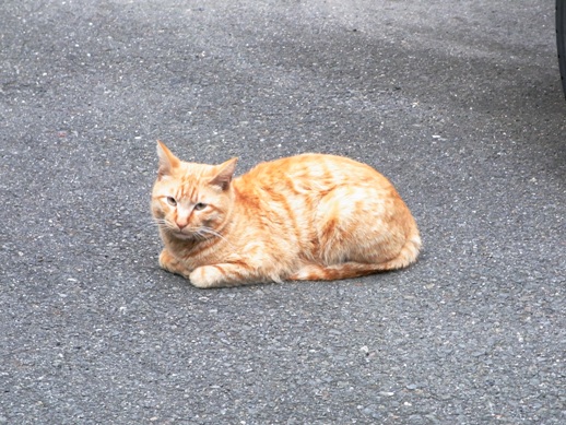 f:id:akiyochan15:20100518184843j:image