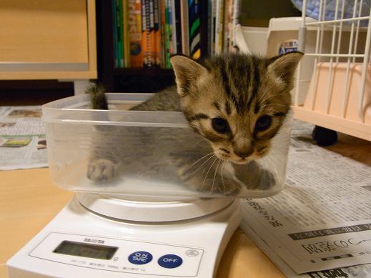 f:id:akiyochan15:20100519201135j:image f:id:akiyochan15:20100519201135j:image