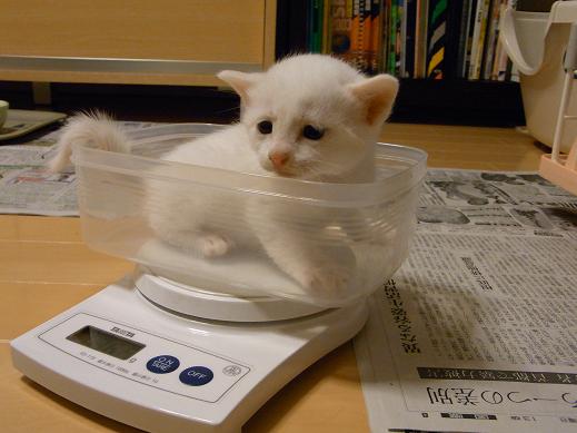 f:id:akiyochan15:20100519201211j:image f:id:akiyochan15:20100519201211j:image