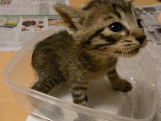 f:id:akiyochan15:20100519201332j:image f:id:akiyochan15:20100519201332j:image