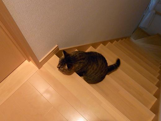 f:id:akiyochan15:20100520074422j:image f:id:akiyochan15:20100520074422j:image