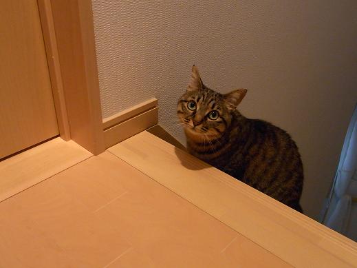 f:id:akiyochan15:20100520074429j:image f:id:akiyochan15:20100520074429j:image