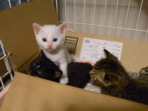 f:id:akiyochan15:20100520193536j:image f:id:akiyochan15:20100520193536j:image