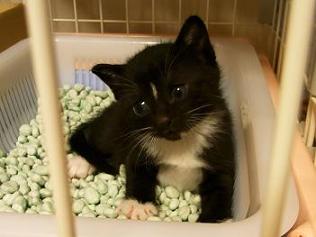 f:id:akiyochan15:20100521195527j:image f:id:akiyochan15:20100521195527j:image