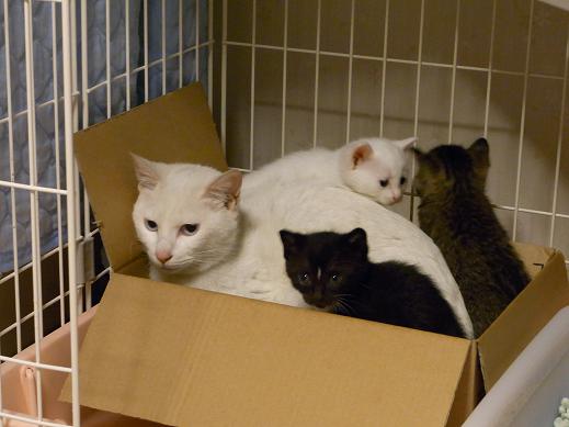 f:id:akiyochan15:20100521200833j:image f:id:akiyochan15:20100521200833j:image