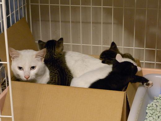 f:id:akiyochan15:20100521204012j:image f:id:akiyochan15:20100521204012j:image