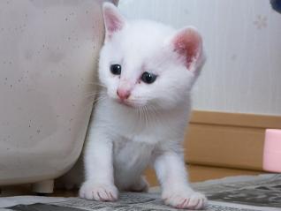 f:id:akiyochan15:20100522113141j:image f:id:akiyochan15:20100522113141j:image