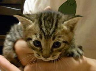 f:id:akiyochan15:20100522231624j:image f:id:akiyochan15:20100522231624j:image