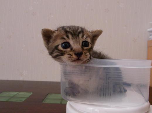 f:id:akiyochan15:20100527145721j:image