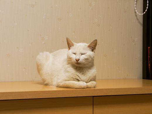 f:id:akiyochan15:20100529023000j:image f:id:akiyochan15:20100529023000j:image