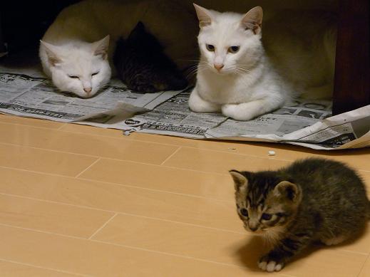 f:id:akiyochan15:20100601021940j:image f:id:akiyochan15:20100601021940j:image