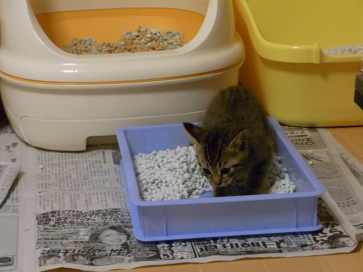 f:id:akiyochan15:20100601023451j:image f:id:akiyochan15:20100601023451j:image