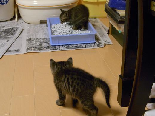 f:id:akiyochan15:20100601023525j:image f:id:akiyochan15:20100601023525j:image