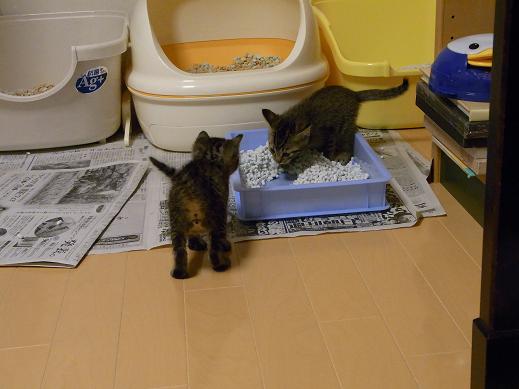 f:id:akiyochan15:20100601023536j:image f:id:akiyochan15:20100601023536j:image