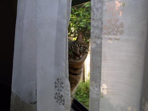 f:id:akiyochan15:20100601074349j:image f:id:akiyochan15:20100601074349j:image