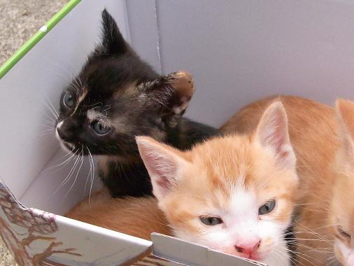 f:id:akiyochan15:20100603173511j:image