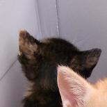 f:id:akiyochan15:20100603173513j:image