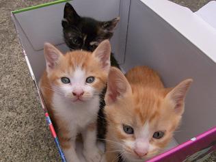 f:id:akiyochan15:20100603173525j:image