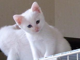 f:id:akiyochan15:20100608074744j:image