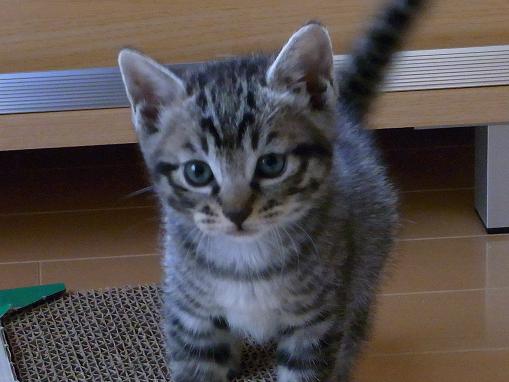 f:id:akiyochan15:20100608074803j:image