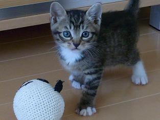 f:id:akiyochan15:20100610164217j:image