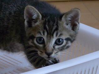 f:id:akiyochan15:20100610165823j:image