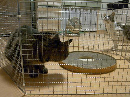 f:id:akiyochan15:20100611003448j:image