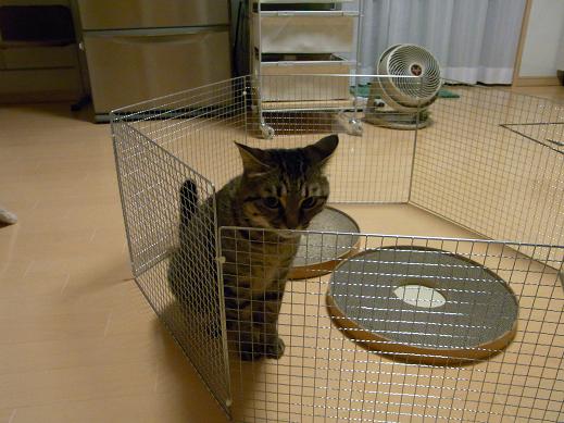 f:id:akiyochan15:20100611003456j:image