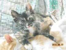 f:id:akiyochan15:20100620224706j:image